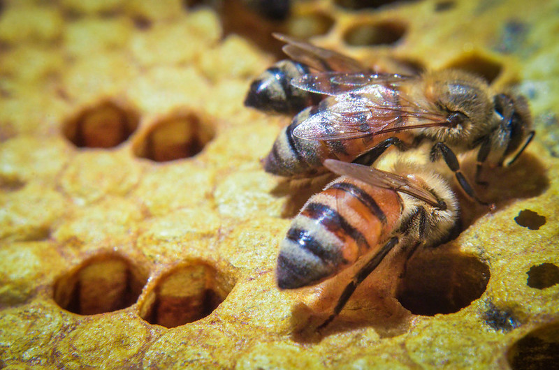 Realizarán Festival de la Miel y las Abejas en Mérida durante tres días